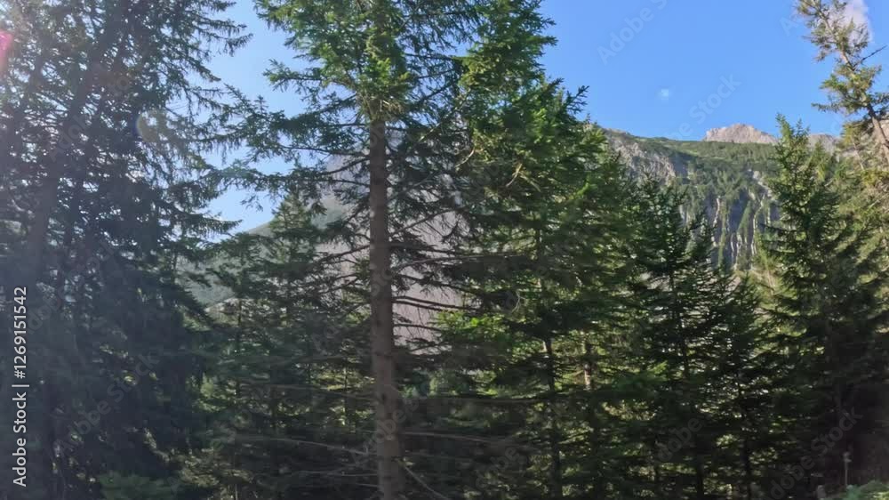 POV of Majestic mountain peaks rising above lush green coniferous forest POV of Majestic mountain peaks rising above lush green coniferous forest
