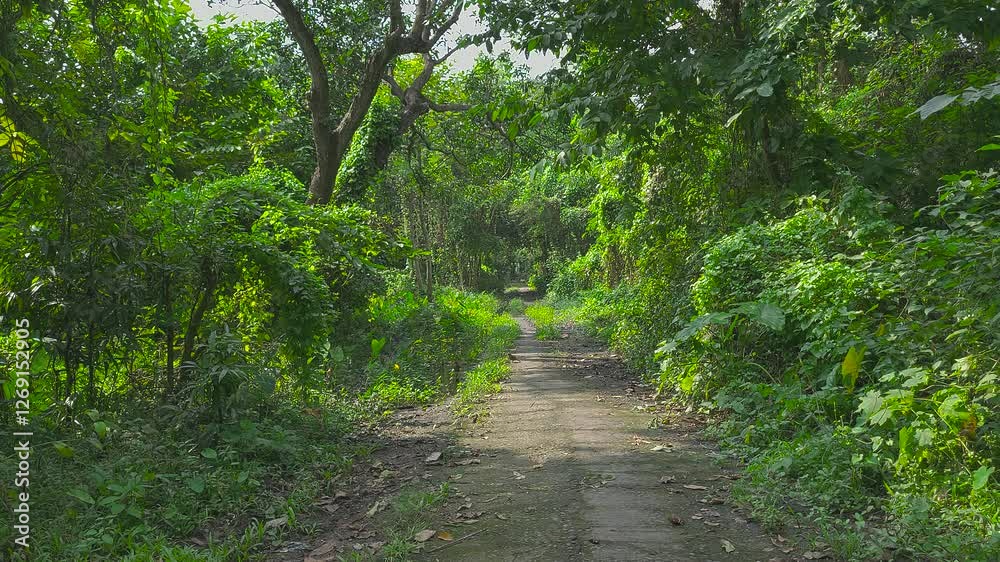 Empty road inside a jungle at afternoon static shot Empty road inside a jungle at afternoon static shot