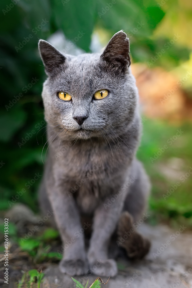Obraz premium cat Russian blue