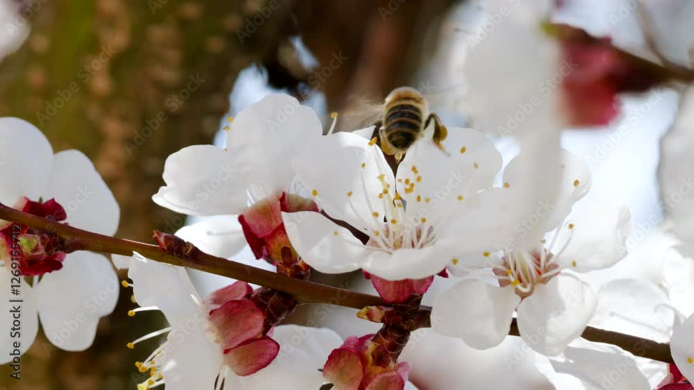 Tracking shot close up of a honey bee, Apis mellifera carnica, pollinating apricot tree blooms. Macro of a honey bee collecting nectar.