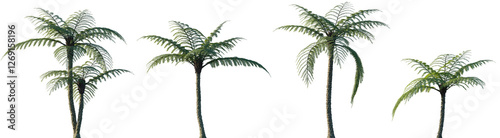 Set of Sphaeropteris lepifera (Cyathea lepifera, the brush pot tree) frontal isolated png on a transparent background perfectly cutout high resolution
