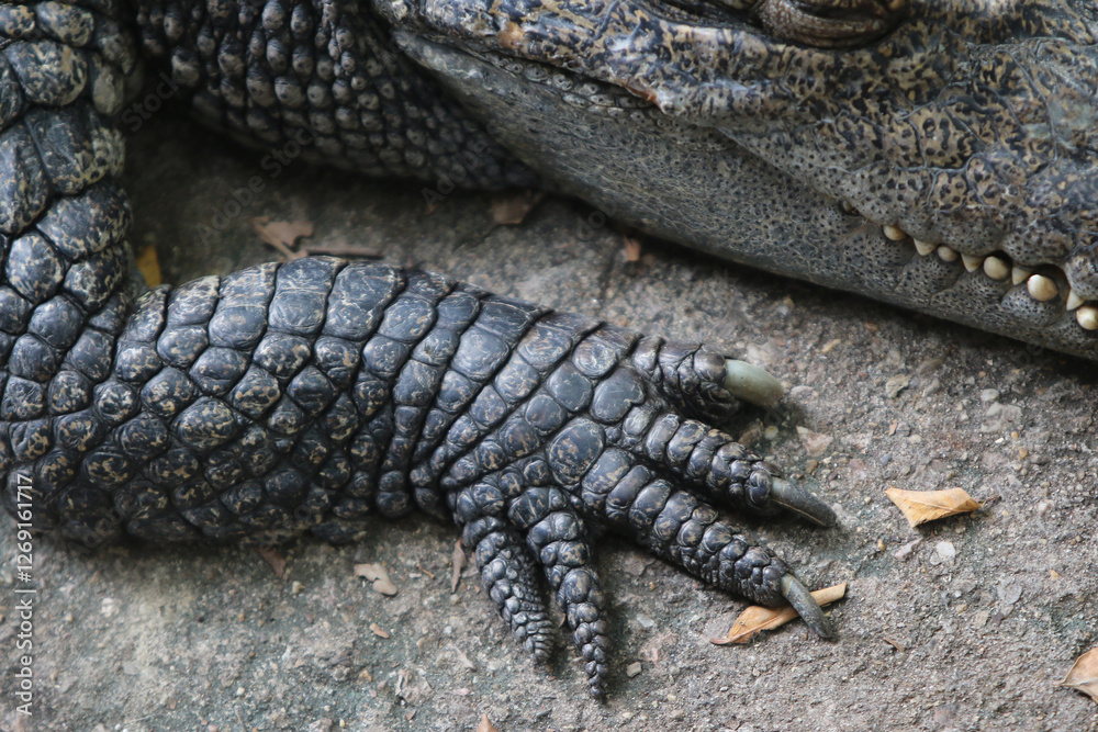 Fototapeta premium Big crocodile on farm outdoors