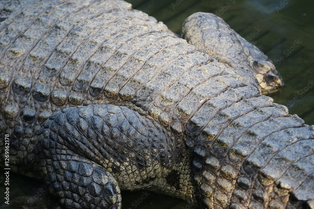 Fototapeta premium Skin of big crocodile on farm outdoors