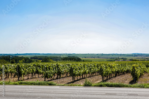 A road with a field of grape vines on the side in France. The road is paved and has a white line down the middle
