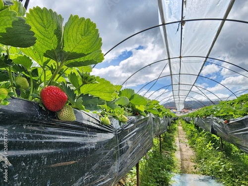 Strawberry Farm in La Trinidad Benguet