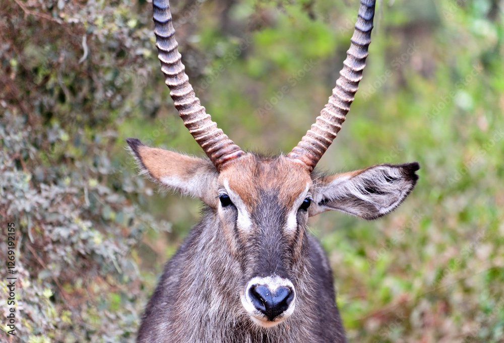 Portrait of a male Waterbuck at Kenya, East Africa Portrait of a male Waterbuck at Kenya, East Africa