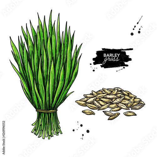 Young green barley grass and seeds vector drawing. Homegrown sprout barley microgreen sketch. 