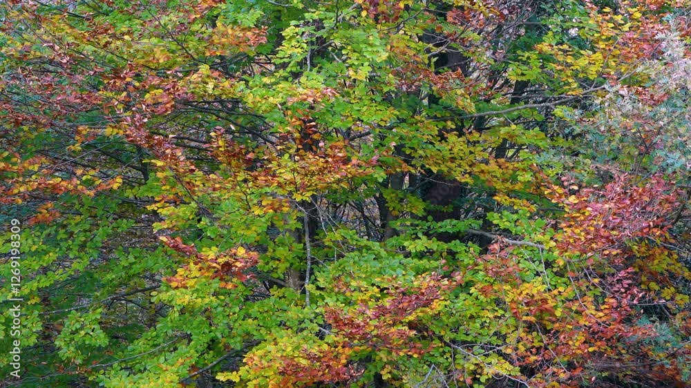 Beech forest in autumn on the Metropoli Verde trail in the Montes Obarenes Natural Park in San Zadornil. Burgos. Castile and Leon. Spain. Europe Beech forest in autumn on the Metropoli Verde trail in the Montes Obarenes Natural Park in San Zadornil. Burgos. Castile and Leon. Spain. Europe