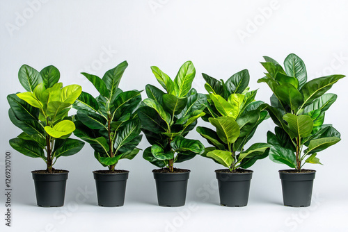 Wallpaper Mural five potted indoor plants with lush green leaves arranged in a row against a white background, symbolizing nature, freshness, and home decor Torontodigital.ca
