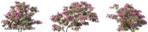 Photos Set of Pieris japonica (the Japanese andromeda or Japanese pieris) frontal isola