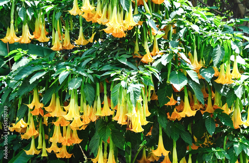 Datura flower in Thailand