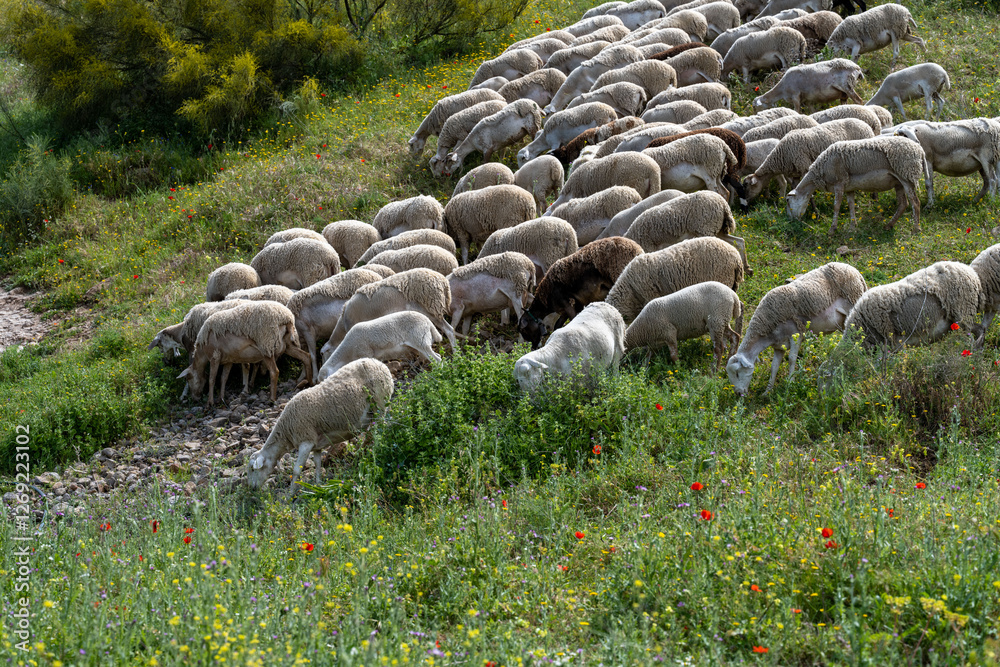 Fototapeta premium Grazing Sheep on a Hillside in Spain