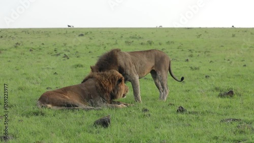 Two male lions share a warm greeting with one another and rub their heads together