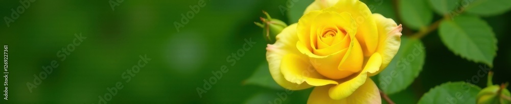 Obraz premium Close-up of vibrant yellow rose blossom, lush green foliage , image, top view, botany