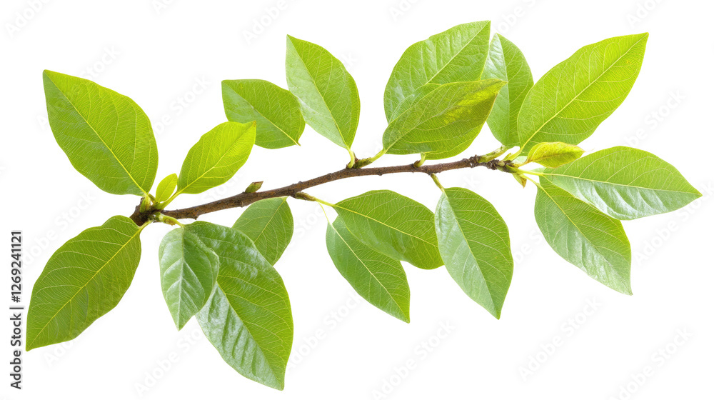 Fresh Spring Leaves: A vibrant display of fresh, verdant leaves, bursting with life and energy, adorn a delicate branch, symbolizing growth and renewal Fresh Spring Leaves: A vibrant display of fresh, verdant leaves, bursting with life and energy, adorn a delicate branch, symbolizing growth and renewal