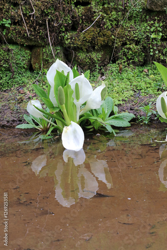 Asian Skunk Cabbage blooms reflected in water, Derbyshire England
 photo
