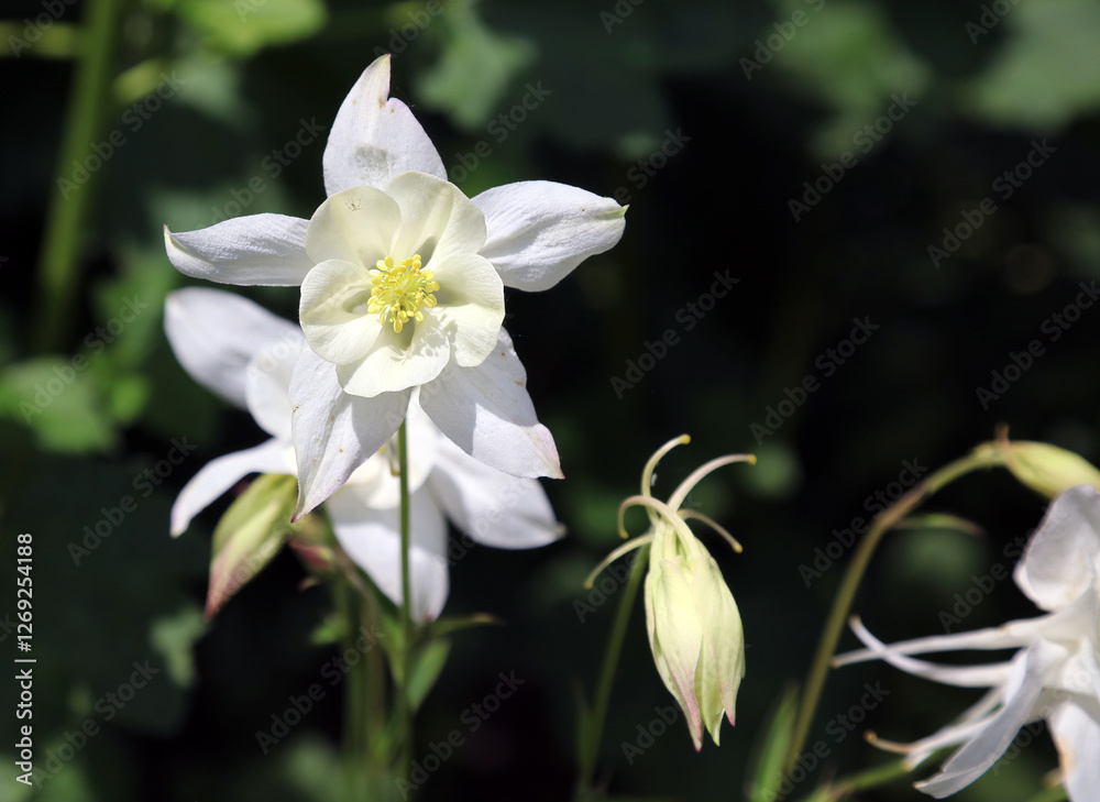 Macro image of a white Common Columbine bloom, Derbyshire England
Macro image of a white Common Columbine bloom, Derbyshire England