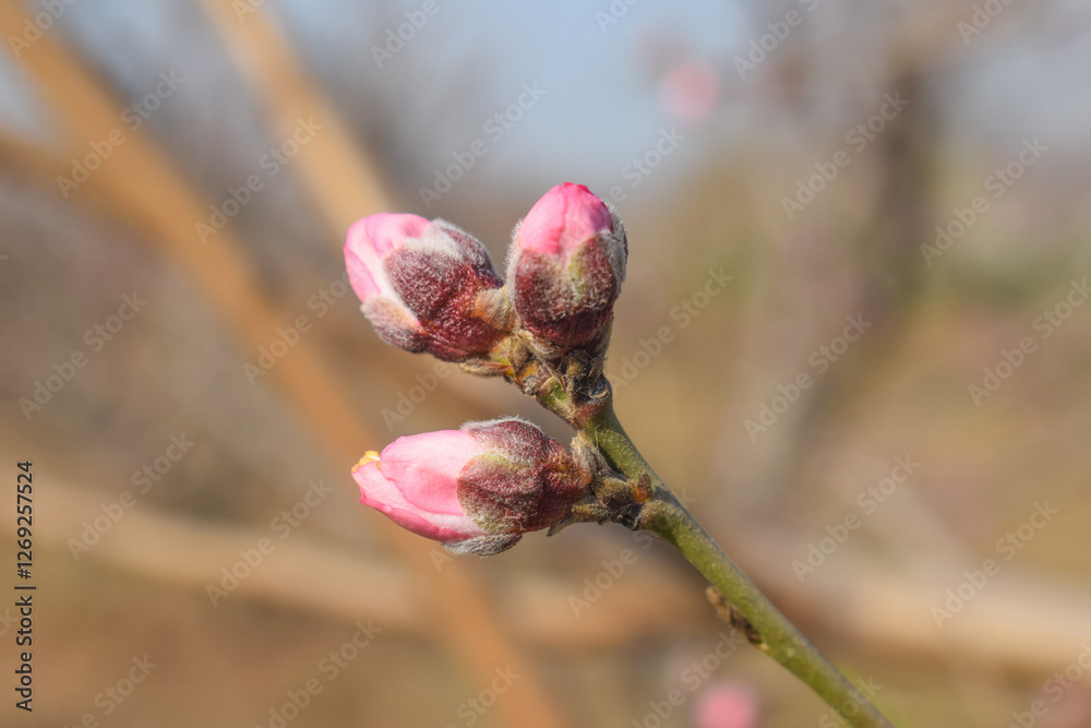 Plum blossom Fruit, A cluster of small, pink plum blossoms open in a small orchard near Yokohama, Pakistan,Spring flowers isolated on white, with clipping path Plum blossom Fruit, A cluster of small, pink plum blossoms open in a small orchard near Yokohama, Pakistan,Spring flowers isolated on white, with clipping path