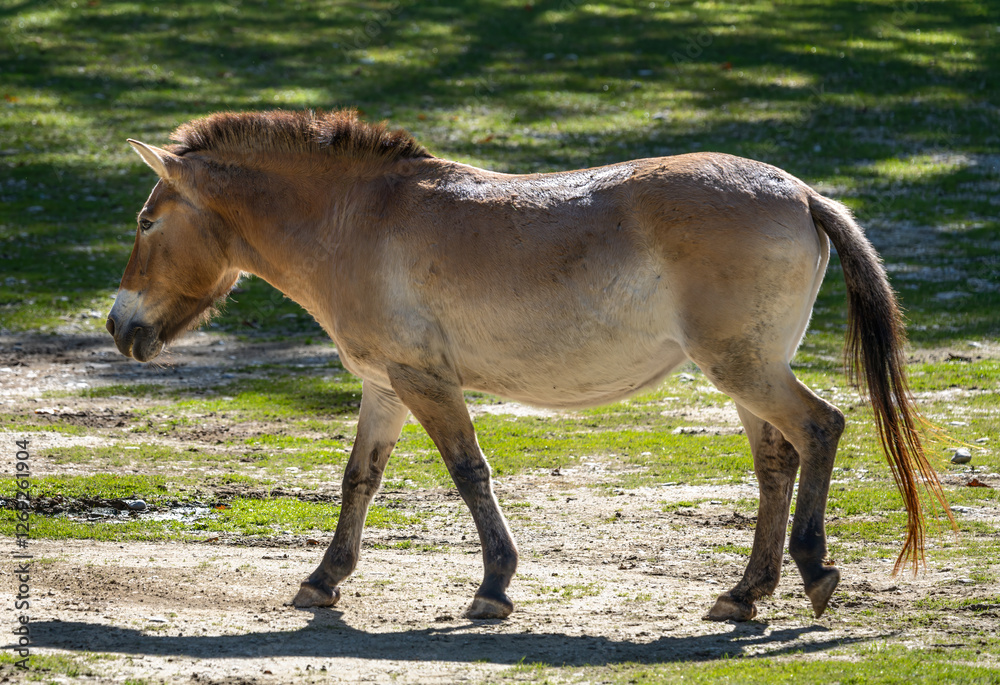 Walking Mongolian wild horse