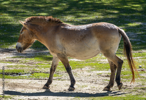 Obraz na płótnie Walking Mongolian wild horse w salonie
