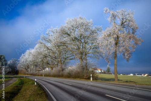 Obraz na płótnie Country road along trees covered with white frost w salonie
