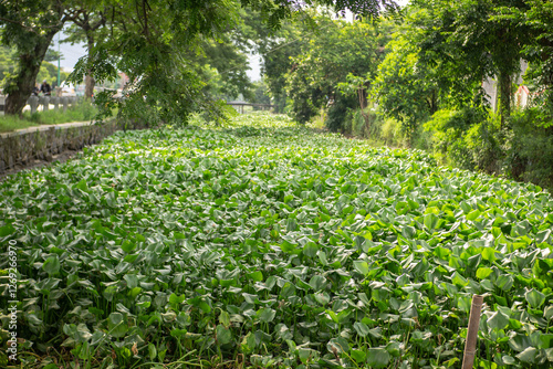 Water hyacinth plants or Eichhornia crassipes grow abundantly on the surface of rivers photo