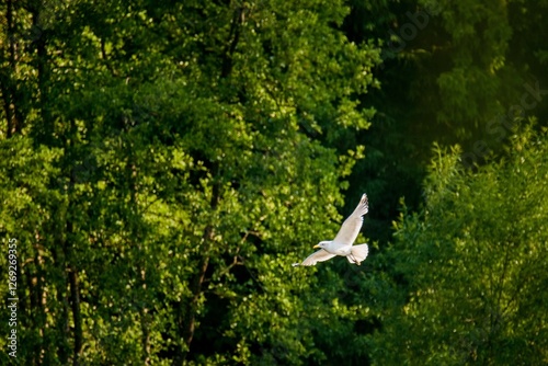 Möwe im Flug
