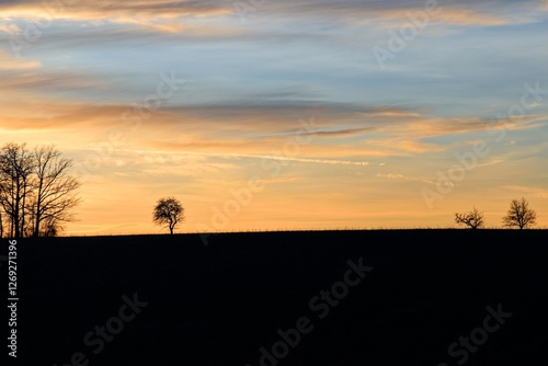 Baumsilhouetten im Abendrot
