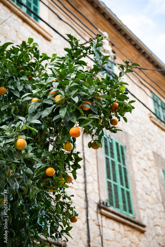 Tangerines on the tree in a town of Mallorca, Spain