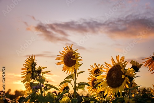 Sonnenblumen in der Abenddämmerung