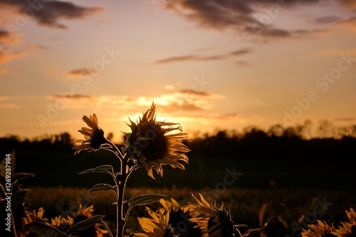 Sonnenblumen in der Abenddämmerung