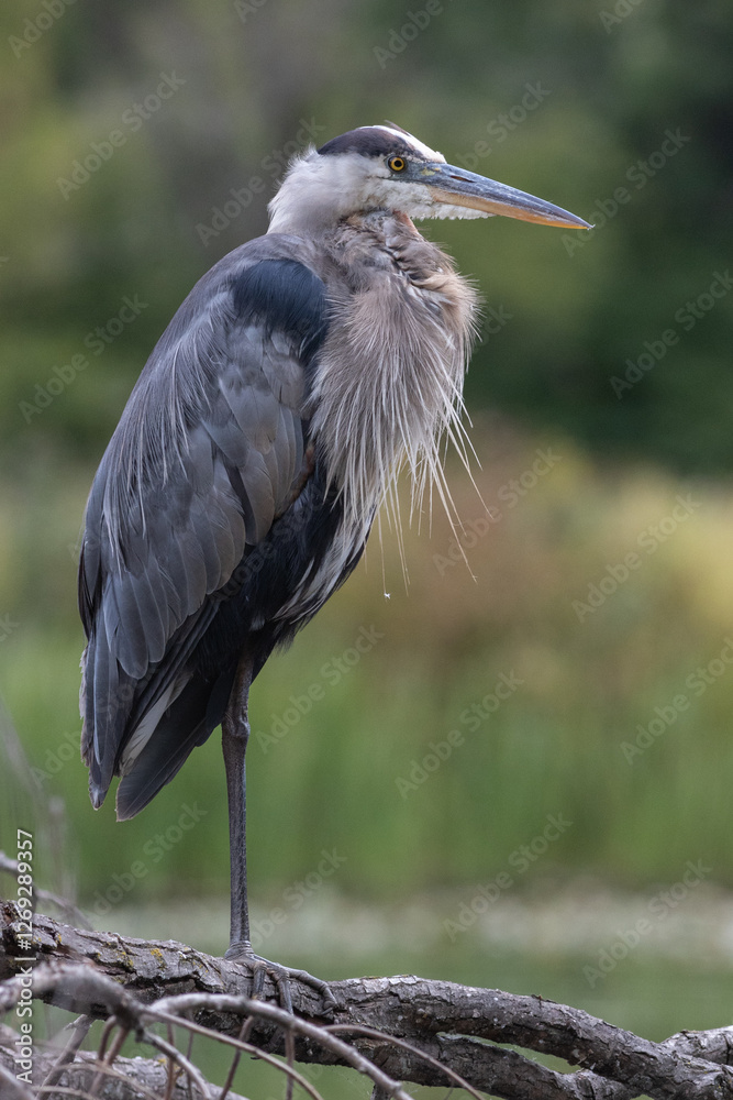 Fototapeta premium great blue heron