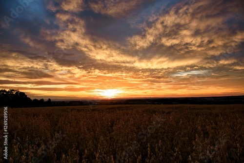 Ein Haferfeld bei Sonnenaufgang
