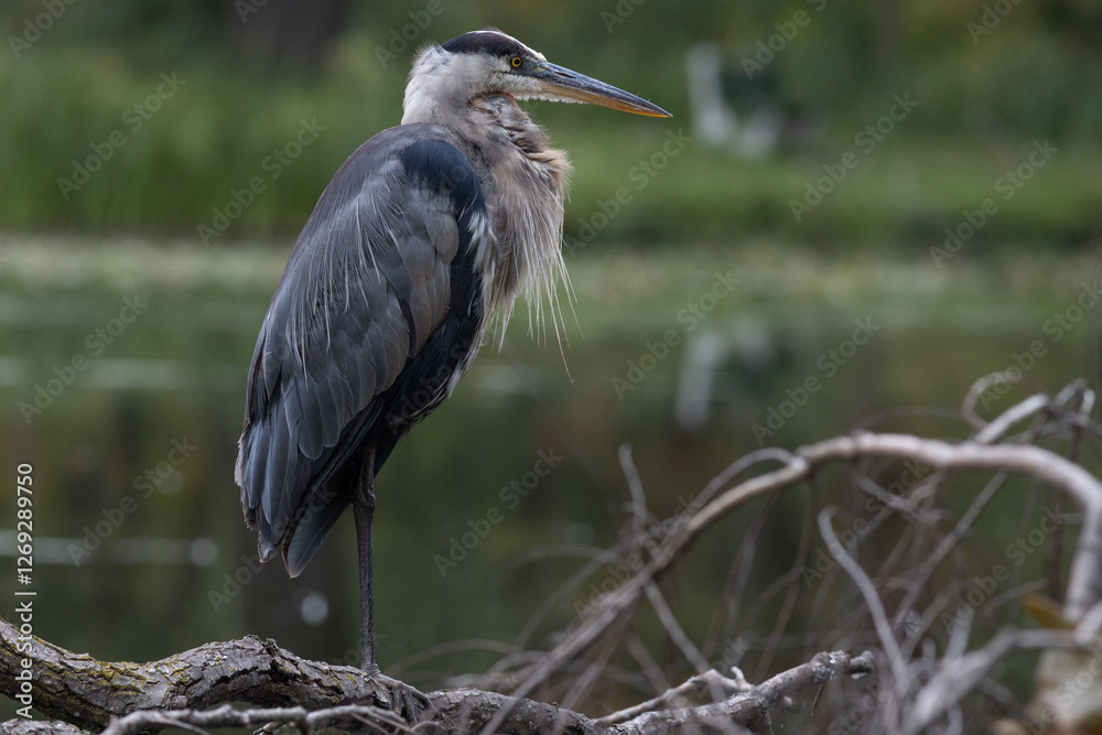 Obraz premium great blue heron