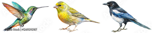 Colorful bird illustrations, detailed artwork, nature-themed design, vibrant feathers, educational purpose, wildlife representation.