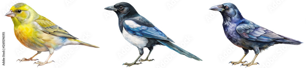 Fototapeta premium Colorful bird illustrations, detailed watercolor style, nature-themed artwork, perfect for educational use, wildlife enthusiasts.