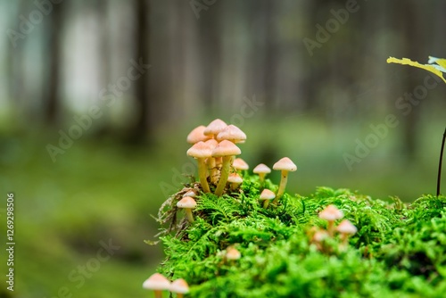 Nahaufnahme kleiner Pilze auf einem abgestorbenen Baumstumpf