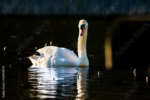 Höckerschwan