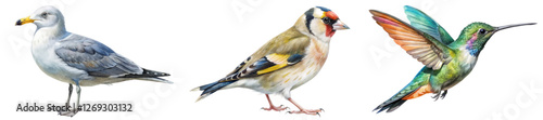 Colorful bird illustrations, detailed wildlife art, seagull, finch, hummingbird, nature depiction, artistic design.