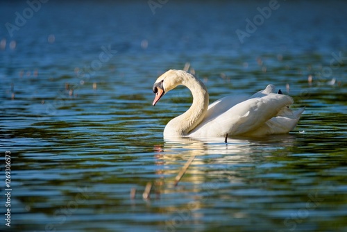 Höckerschwan