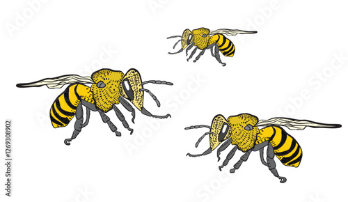 Three bees flying and showing their stingers and wings