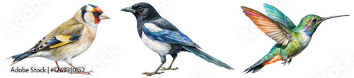 Colorful birds illustration, detailed wildlife art, vibrant nature depiction, educational use, birdwatching interest.