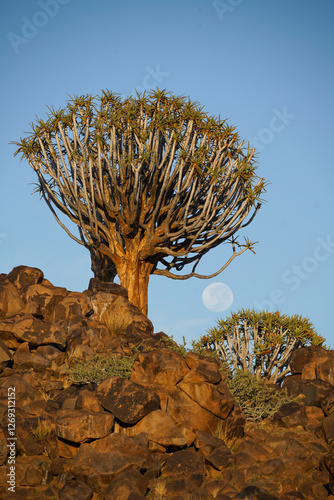 Quiver tree and full moon, Keetmanshoop, Namibia photo