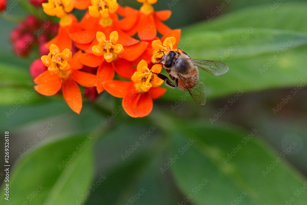 FLORES