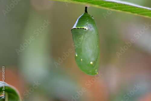CRISÁLIDA DE MARIPOSA MONARCA