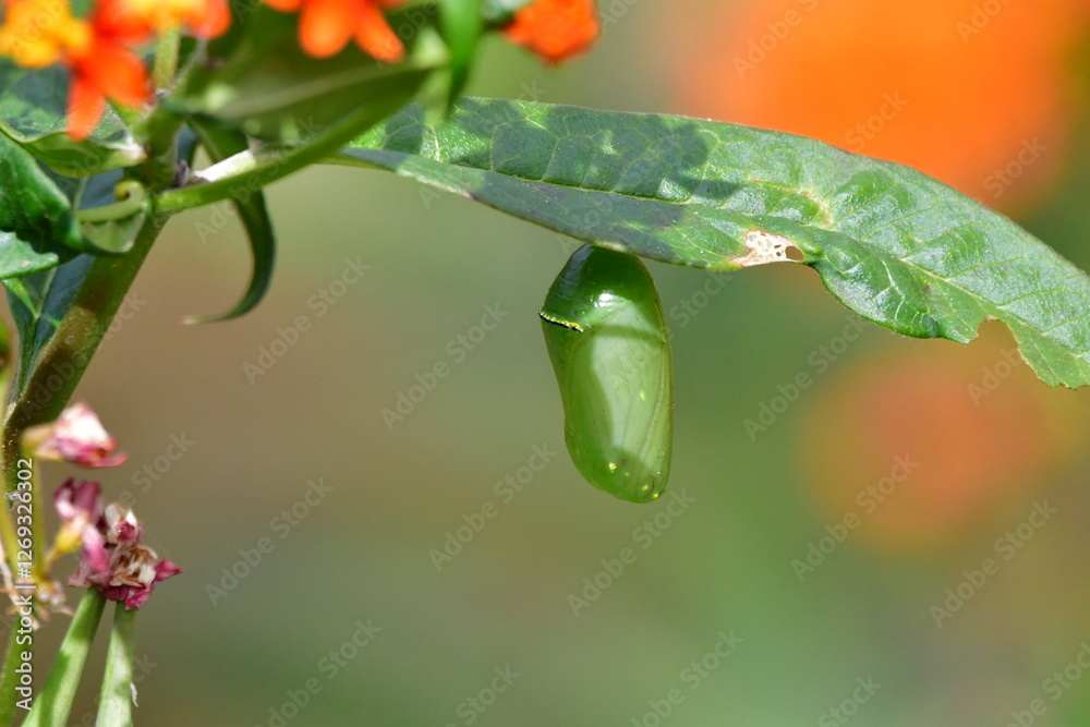 CRISÁLIDA DE MARIPOSA MONARCA