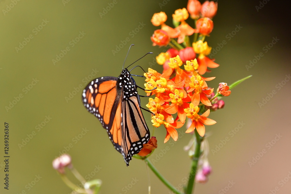 MARIPOSA MONARCA