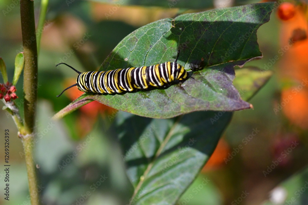 ORUGA DE MARIPOSA MONARCA