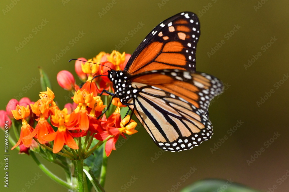 MARIPOSA MONARCA