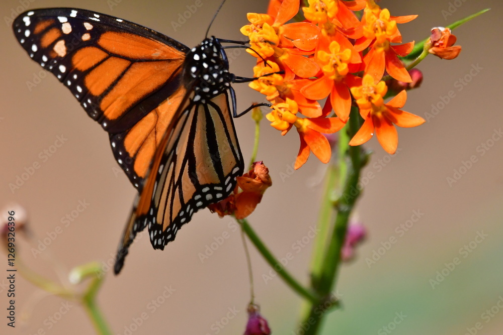 MARIPOSA MONARCA